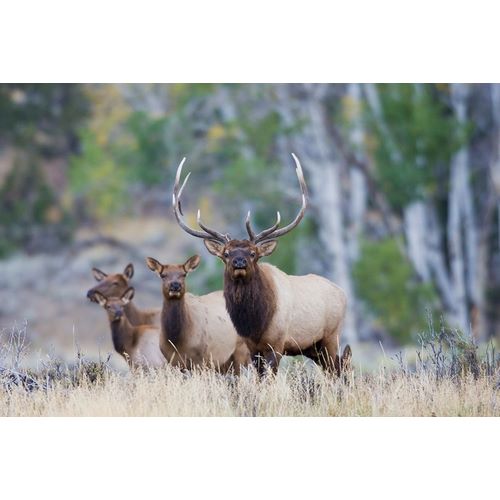 Rocky Mountain Bull Elk with Harem of Cows